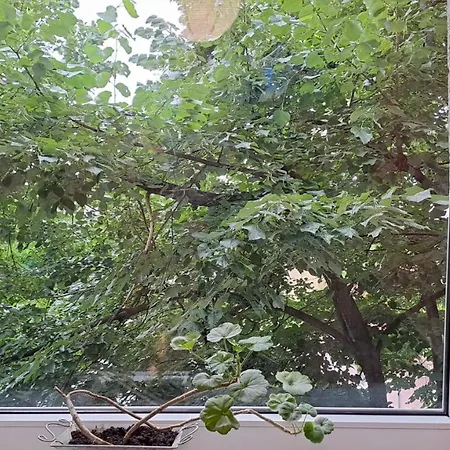 شقة Daria Lorenzo تيميشورا