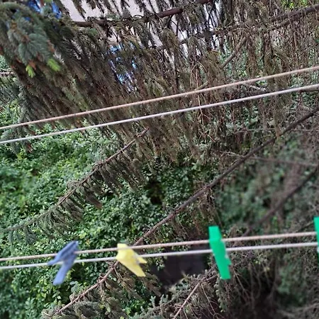 Daria Lorenzo Daire *