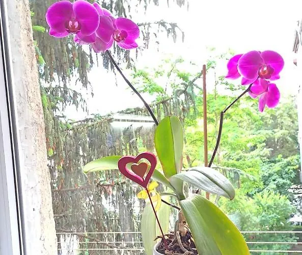 Apartmán Daria Lorenzo *